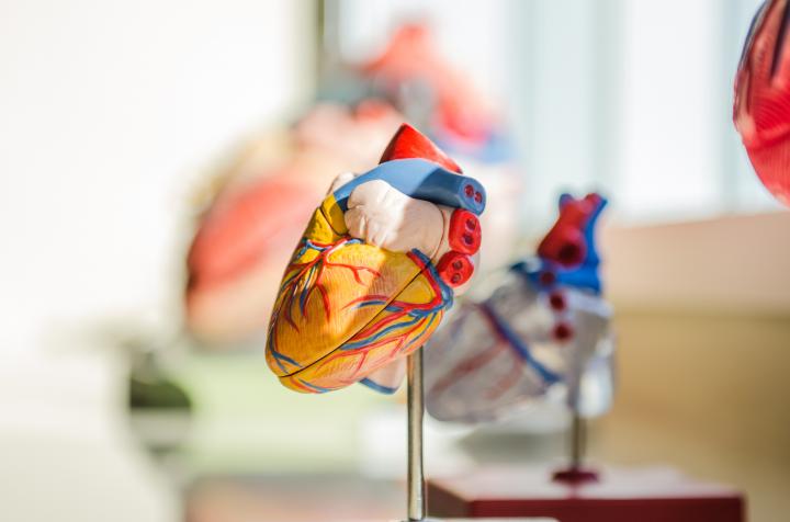 Bild zu Anatomie lernen leicht(er) gemacht